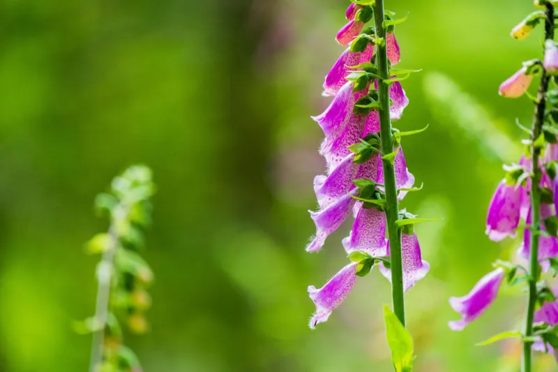 The Deadliest Plant in the Room Turned Out to Be the Doctor Nobody Expected