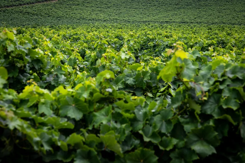 He Was Losing the Farm. The Weed Taking Over His Fields Turned Out to Be Worth a Fortune.