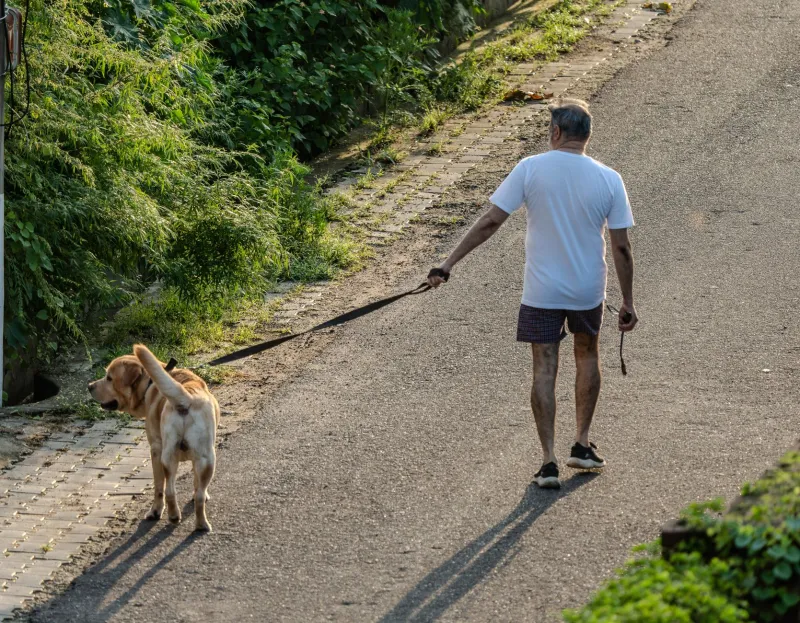 His Memory Was Gone. His Dog Wasn't Ready to Accept That.