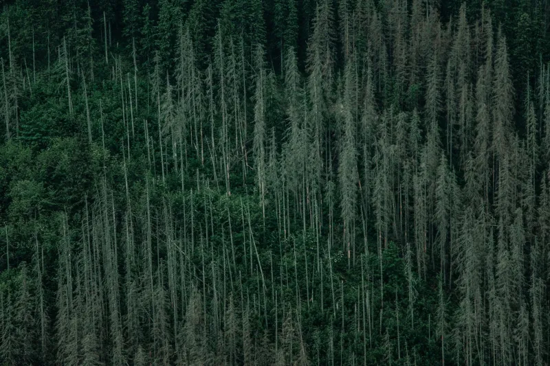 Lost and Found: The Surveyor's Math Error That Accidentally Saved 300,000 Acres of American Wilderness
